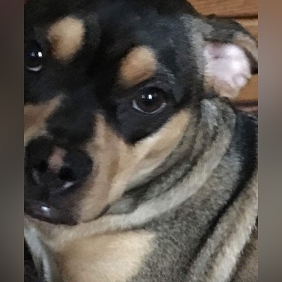 Meet your Posher, Chauntelle - Picture 8 of 11